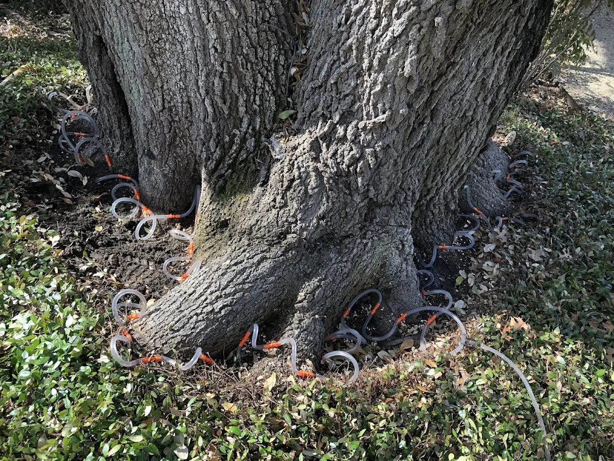 Detailed Tree Cabling and Bracing job site in Billings